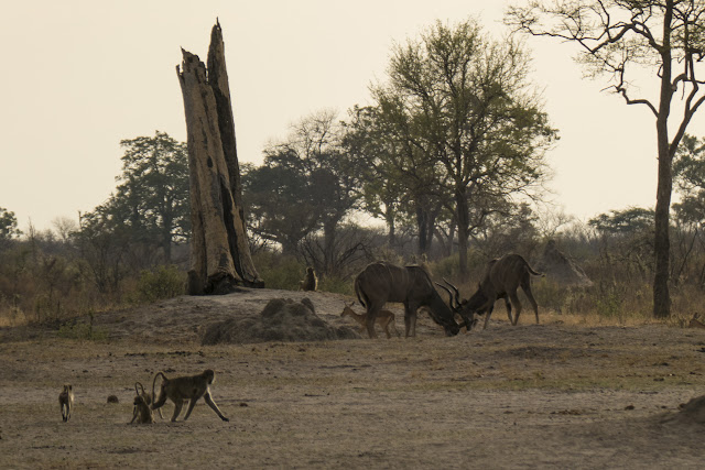 Botswana et Zimbabwe en octobre BotsZim_Oct2015_405