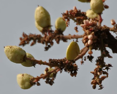 Did you know that Boswellia serrata or Shallaki is a decidous plant that is native to India which produces the fragrant resin commonly known as Indian olibanum, Indian frankincense?