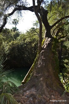 Old tree over the spring