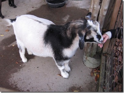 IMG_0405 African Pygmy Goat at the Oregon Zoo in Portland, Oregon on November 10, 2009