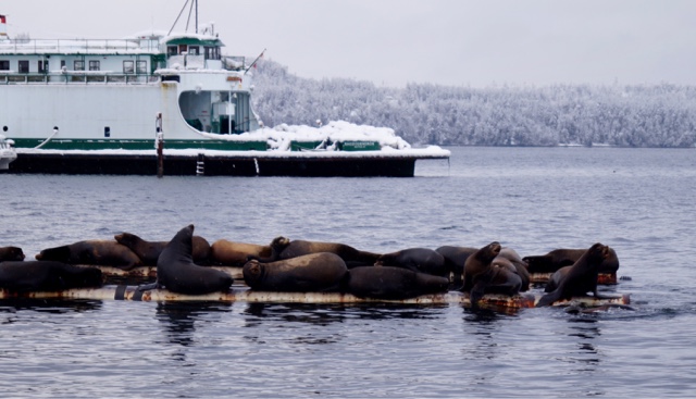 Sealions