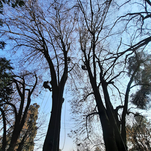 Arte nel giardino di Davide Polesel