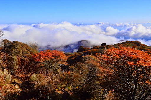 久住連山の紅葉は今が見ごろ 今日は雲海も広がっていた 日々の 楽しい をみつけるブログ