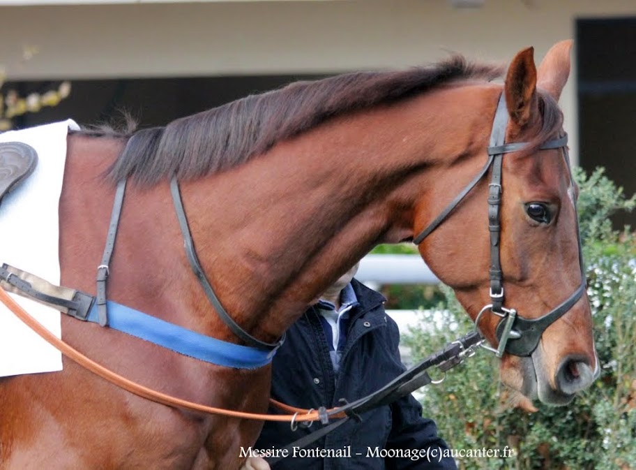 Photos Auteuil 23-11-2014  IMG_6165