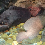 strange fish at the Shinagawa Aquarium in Shinagawa, Japan 