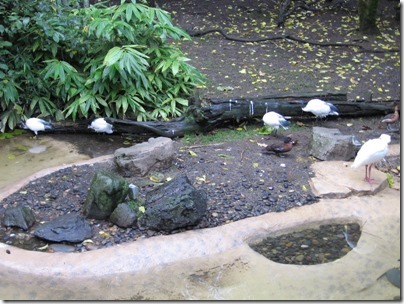 IMG_0444 Sacred Ibis & African White Spoonbill at the Oregon Zoo in Portland, Oregon on November 10, 2009