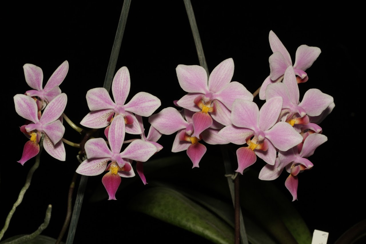 Phalaenopsis Cassandra IMG_8833