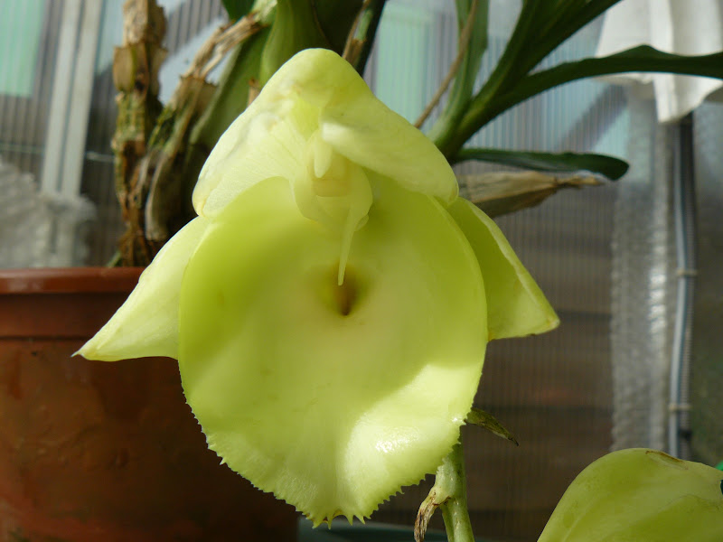 Catasetum pileatum P1050457