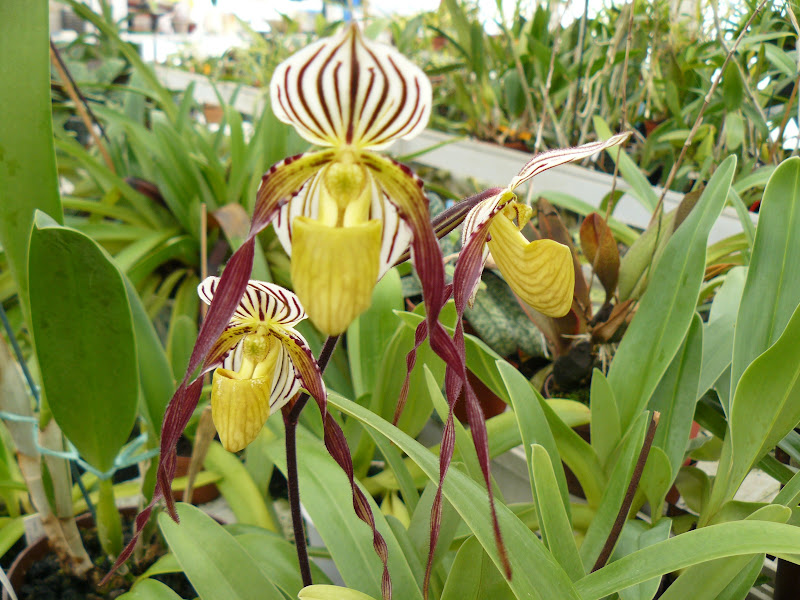 Paphiopedilum philippinense P1050608