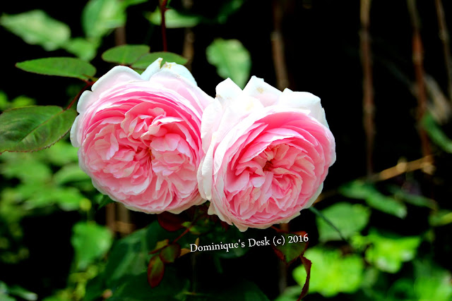 Light pink roses