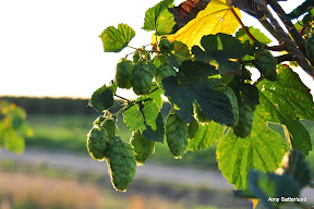 Picture of hops
