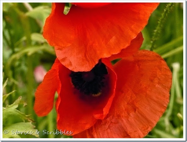 Poppies (1)