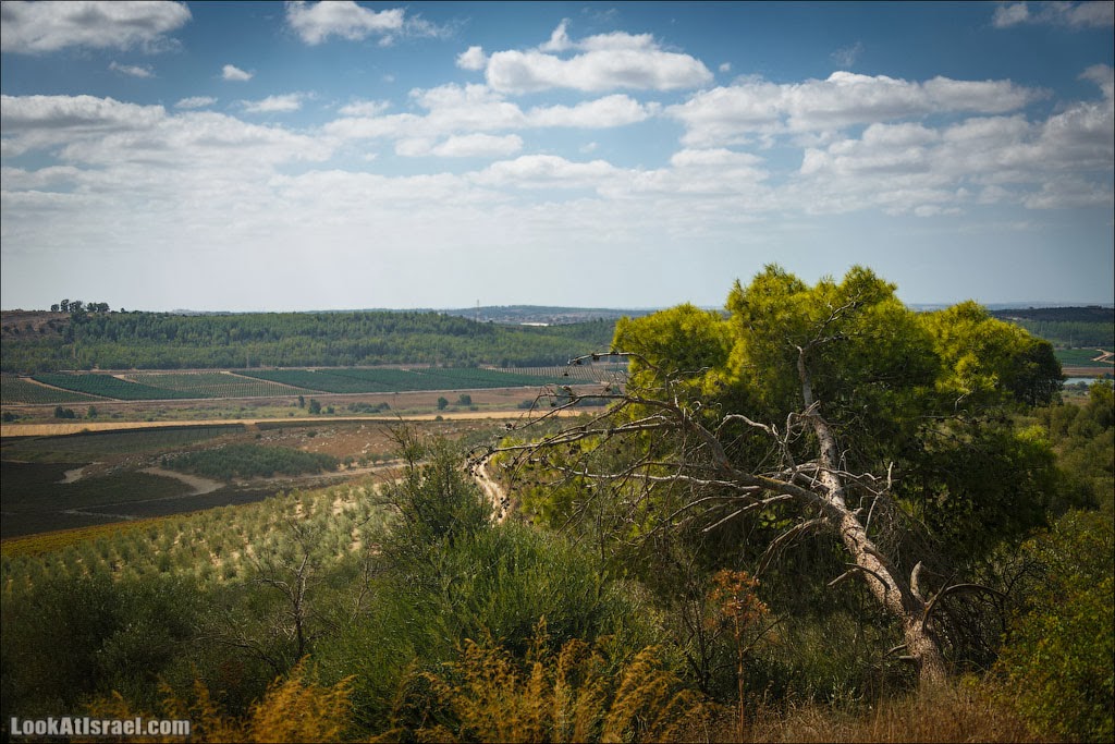 LookAtIsrael.com: Одно фото в стиле Шишкина (israel  шарон и шфела природа одно фото )