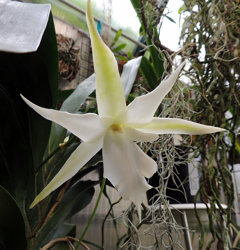  Angraecum Lemförde White Beauty DSCN2732