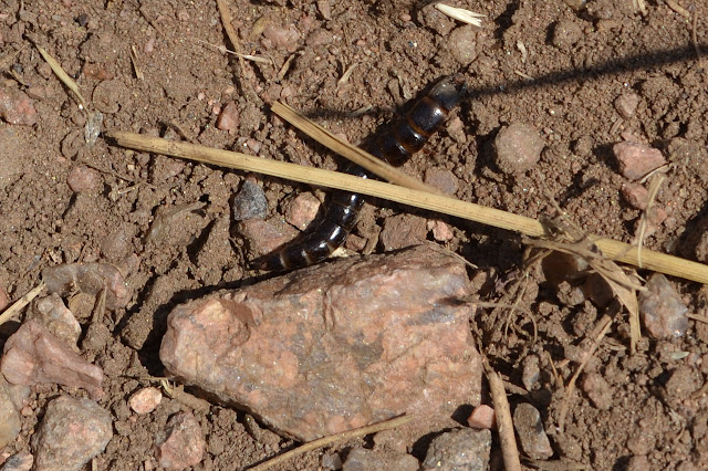 wildlife on the trail