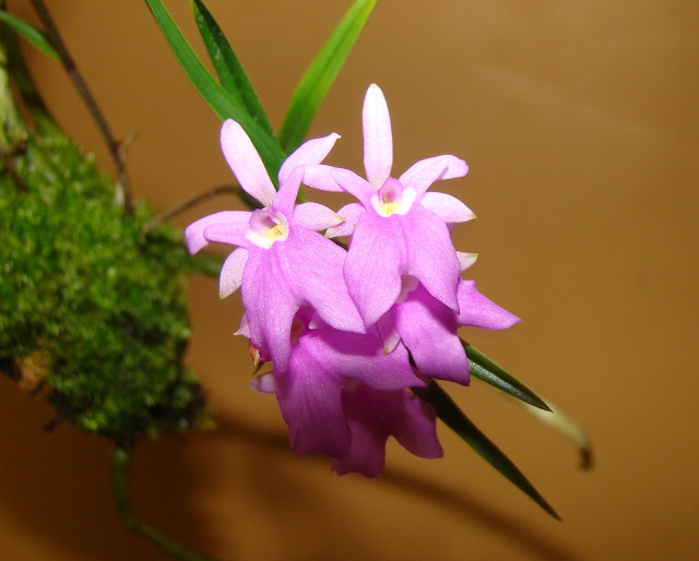 Epidendrum centropetalum (syn. Oerstedella centradenia) DSC09027