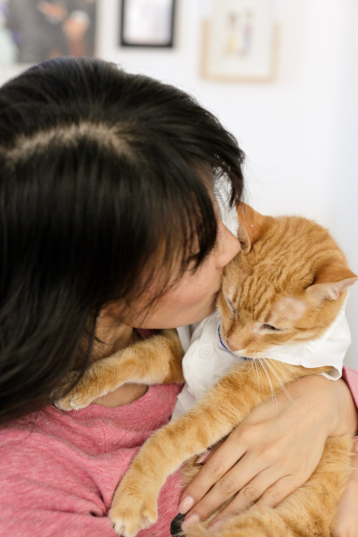 Our Orange Tabby Cat Loves Cat’s Pride Fresh & Light Ultimate Care.