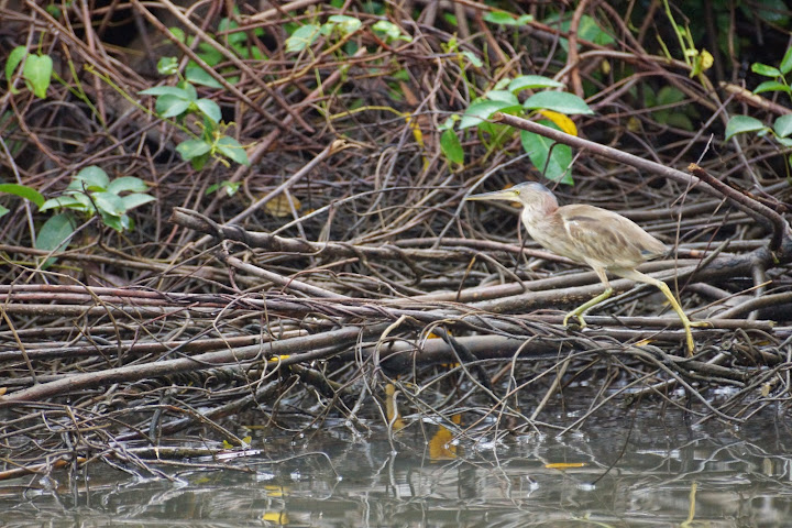 Шри-Ланка: на машине 1 100 км,  фото без комментариев, март-апрель 2013г.