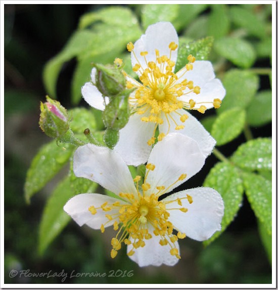 12-15-cemetery-rose