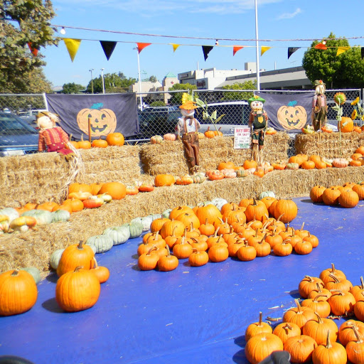 ABC Tree Farms and Pick of the Patch Pumpkins