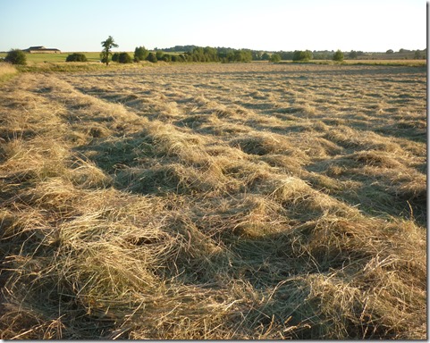 13 late shadows in hayfield