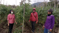 Petani Tomat di Kab. Minahasa Sultra Tetap Lakukan Panen dengan Menggunakan APD Sesuai SOP