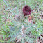 Bristle Thistle