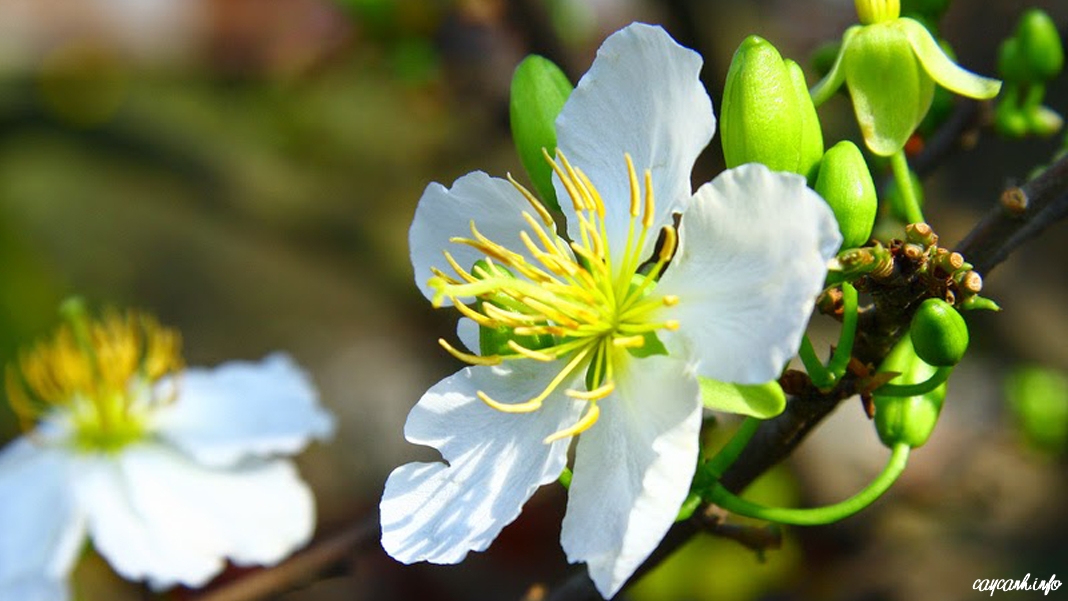 Hướng dẫn cách trồng và chăm sóc Cây bạch mai (Hoa mai trắng)