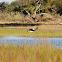 Saddle-Billed Stork