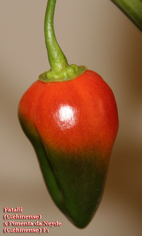 Fatalii%2520X%2520Pimenta%2520da%2520Neyde%2520F1_186days_pod_ripening4.jpg