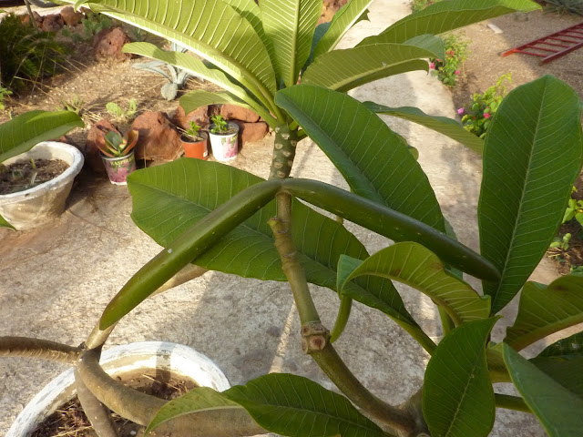 Plumeria en graines P1030496