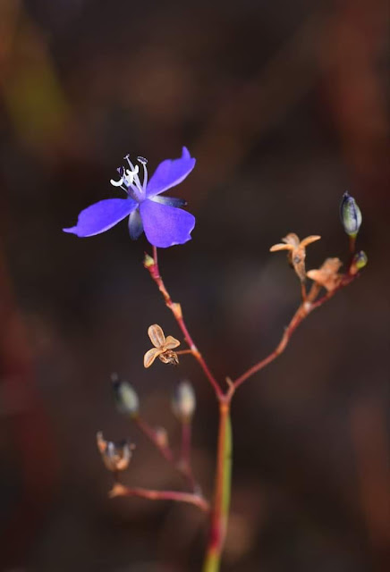 Murdannia nimmoniana var. nimmoniana    ( Panicled Dewflower), नीलिमा Location Ratnagiri, Maharashtra India