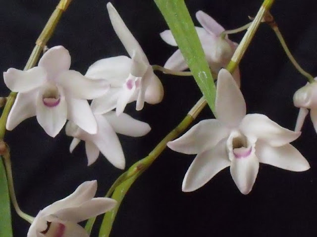 Dendrobium moniliforme Dendro_moniliforme_2