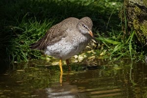 Digiscoping at Pensthorpe with Wex and Danny Porter