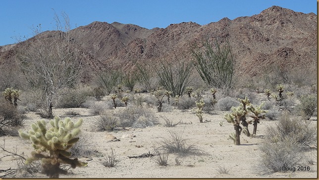 Cholla cactus