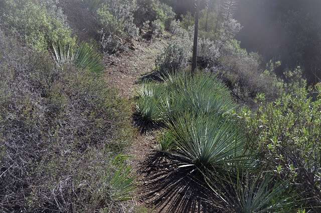 bruised, but not trimmed, yucca