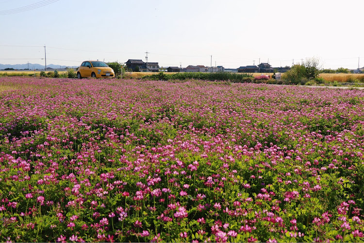 500の岡山・レンゲ畑・花とコラボに関するカスタム事例の投稿画像2枚目