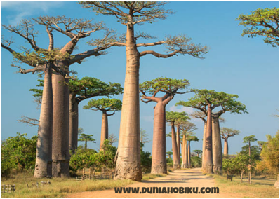 Gambar Pohon Baobab