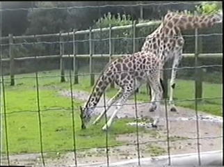 1998.09.09-001 girafes