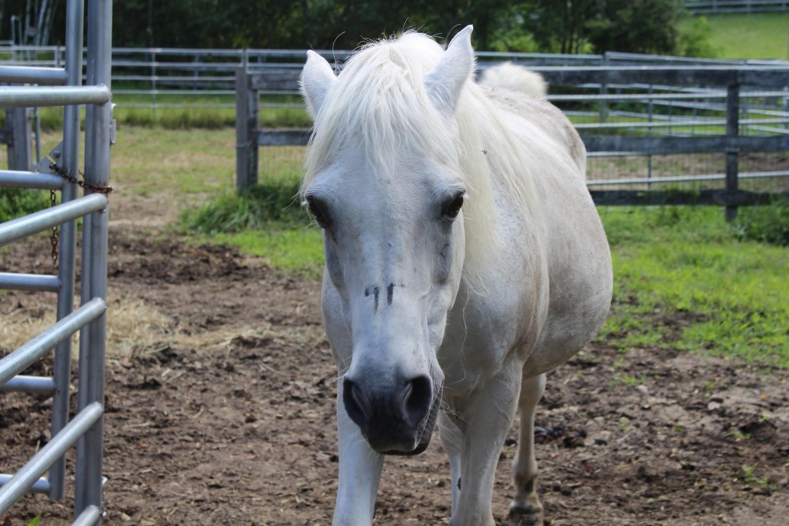 Bostonian, an Arabian in