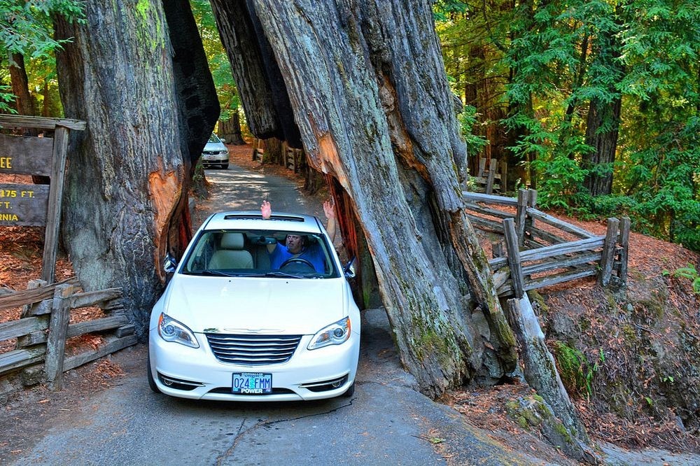 shrine-drive-thru-tree-3