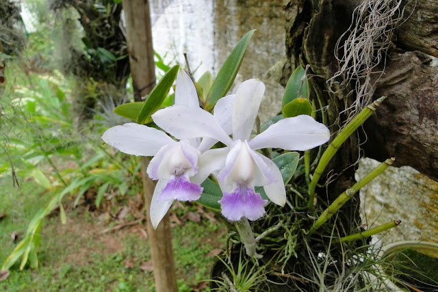 Cattleya intermedia f. coerulea DSC02535