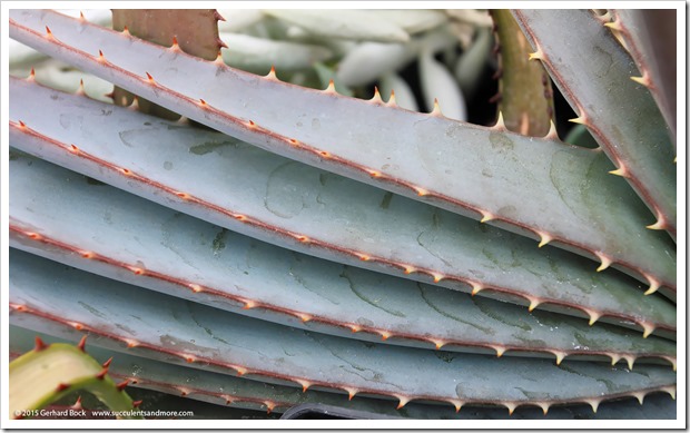 130202_UCDavis_Aloe-suprafoliata_04