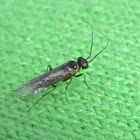 Xyelid Sawfly