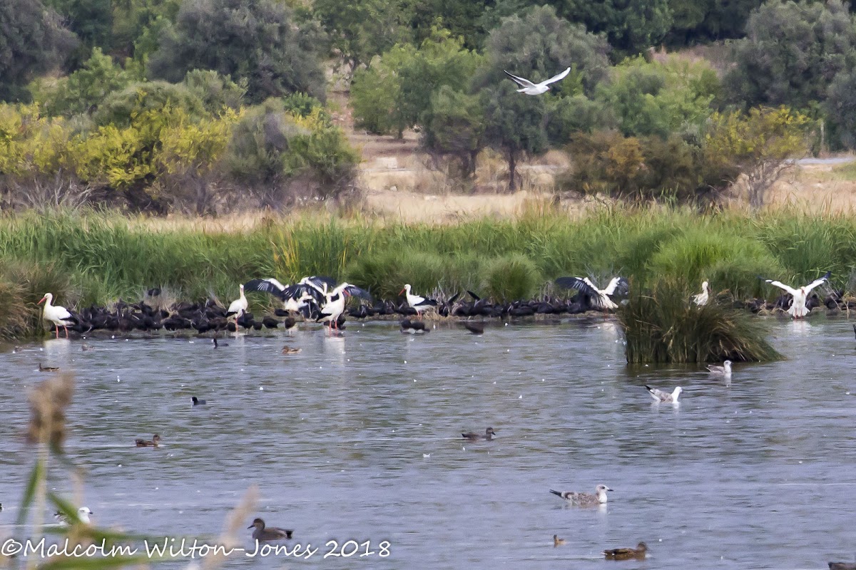 White Stork