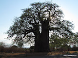 Baobab