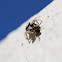 Jumping Spider