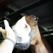 Horses In The Barn