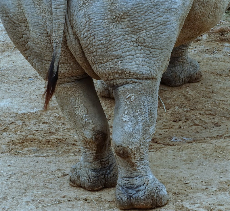 Заметки о животных. Путешествие по Кении и Танзании.