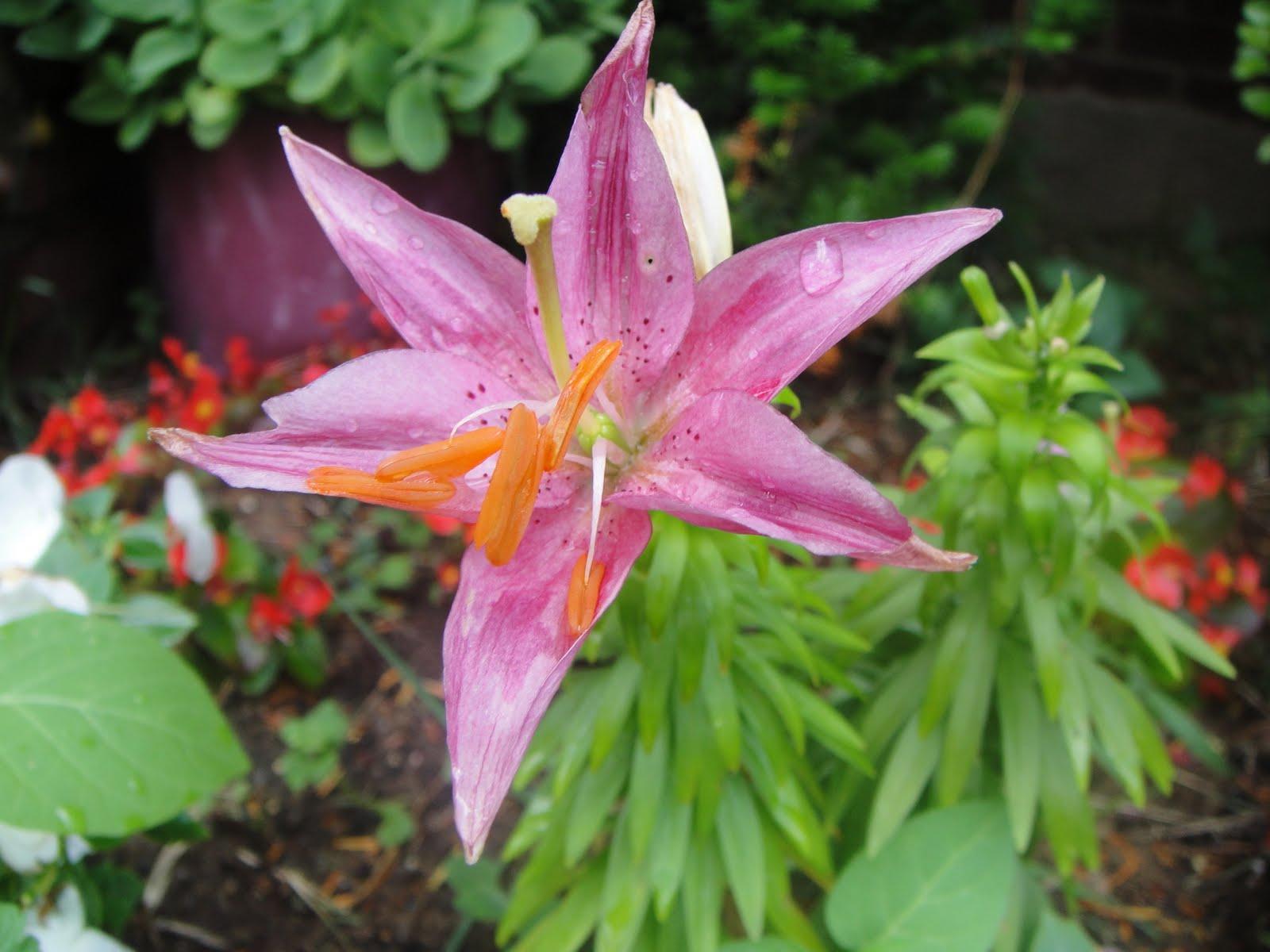 purple star gazer lily 